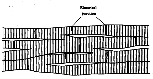 Cardiac muscles, Normal 0 false false false EN-IN X-NONE X-NONE , Biology